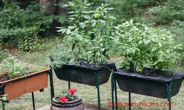 You can grow your own fresh herbs even with minimal sunlight and bad soil. Try using an Earth Box!