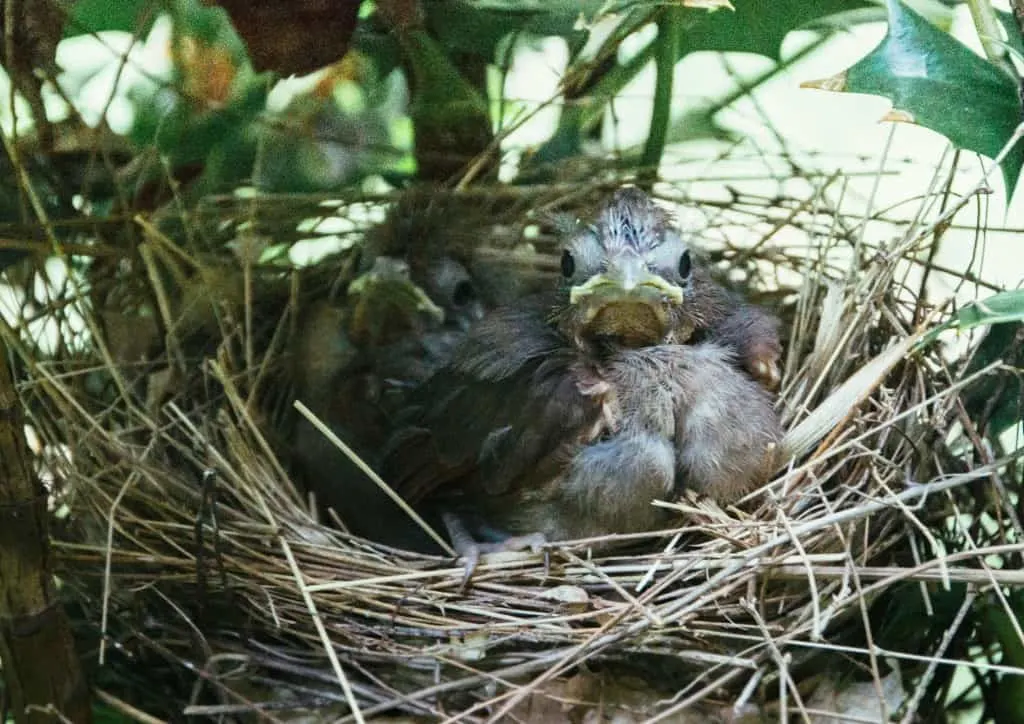 The baby birdies are growing up fast. The nest is feeling a little confining.