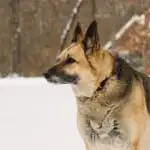 Permalink to: Earn Amazon Gift Codes as an Honorary Advisor to Hills The Noble German Shepherd