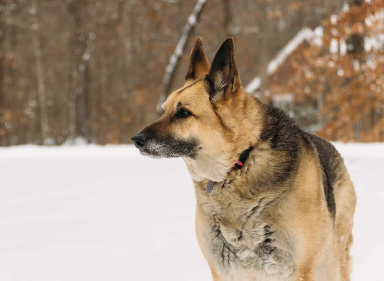 The Noble German Shepherd