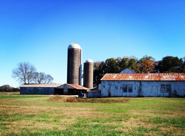 Batey farms