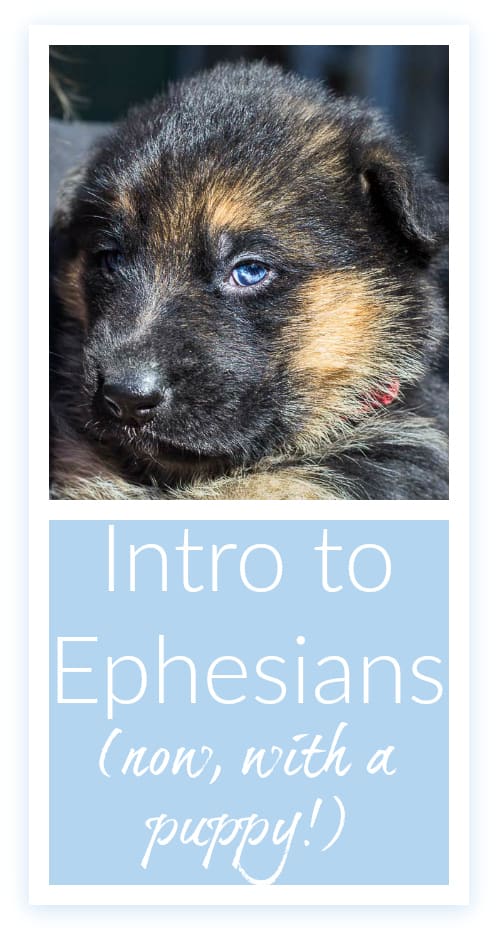 Intro to Ephesians: now, with a puppy! A devotional post, with a puppy to soften the blow.