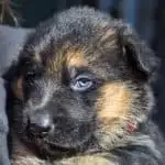 Permalink to: Intro to Ephesians (Now, With a Puppy!) Intro to Ephesians: now, with a puppy! A devotional post, with a puppy to soften the blow.