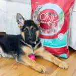 Permalink to: How to Make a Puppy Survival Kit New Puppy Survival Kit: 5 Things You and Your New Puppy Need to Survive Those First Few Weeks Together