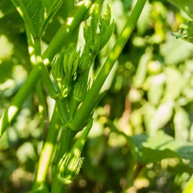 How to Fry Okra