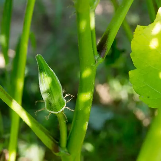 How to Fry Okra