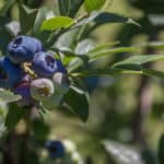 How To Make Homemade Blueberry Pie Recipe #summer #summerrecipe #blueberrypie #blueberries #blueberrypierecipe