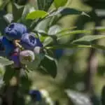 How To Make Homemade Blueberry Pie Recipe #summer #summerrecipe #blueberrypie #blueberries #blueberrypierecipe