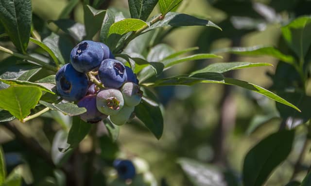 How To Make Homemade Blueberry Pie Recipe #summer #summerrecipe #blueberrypie #blueberries #blueberrypierecipe