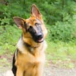 ad What is the best dog food to feed a German Shepherd? #dogfood #rawdogfood #GermanShepherd