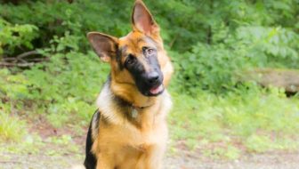 ad What is the best dog food to feed a German Shepherd? #dogfood #rawdogfood #GermanShepherd