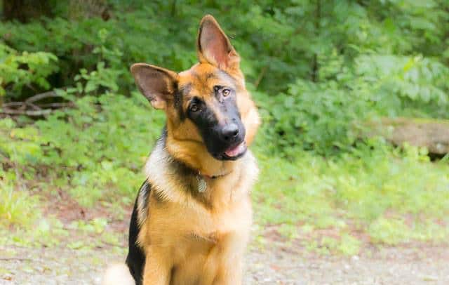 Best dog food for picky german shepherd on sale