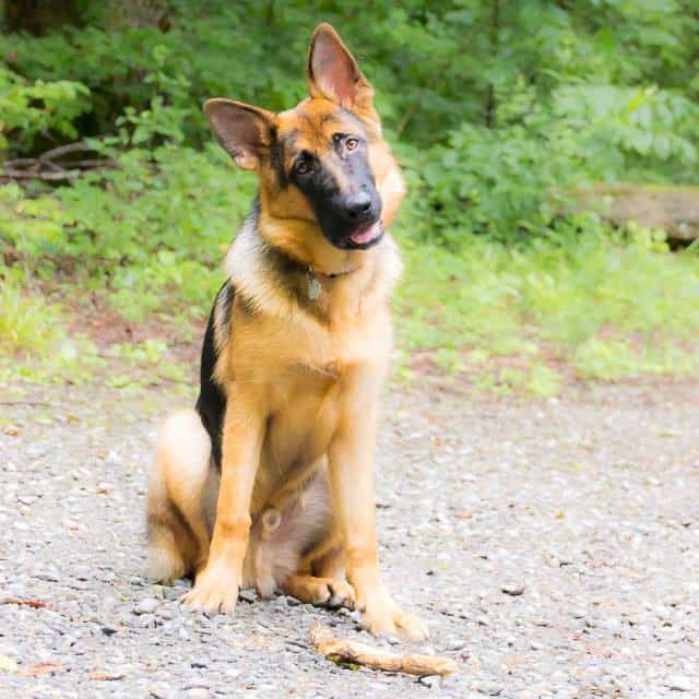 ad What is the best dog food to feed a German Shepherd? #dogfood #rawdogfood #GermanShepherd