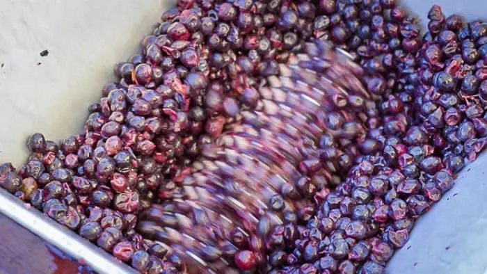 Sangiovese grapes being crushed by spinning comb of crusher.