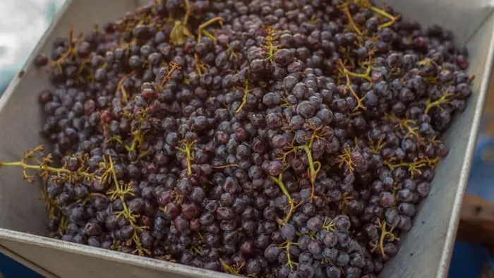 Grapes Being Loaded into Crusher