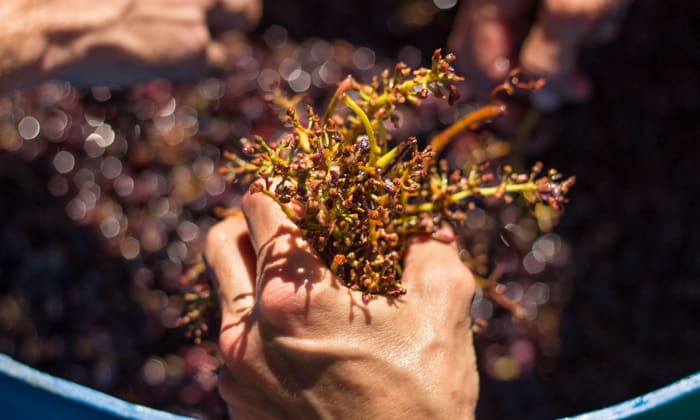 We gather around the barrel of crushed grapes and remove most of the stems and leaves. 