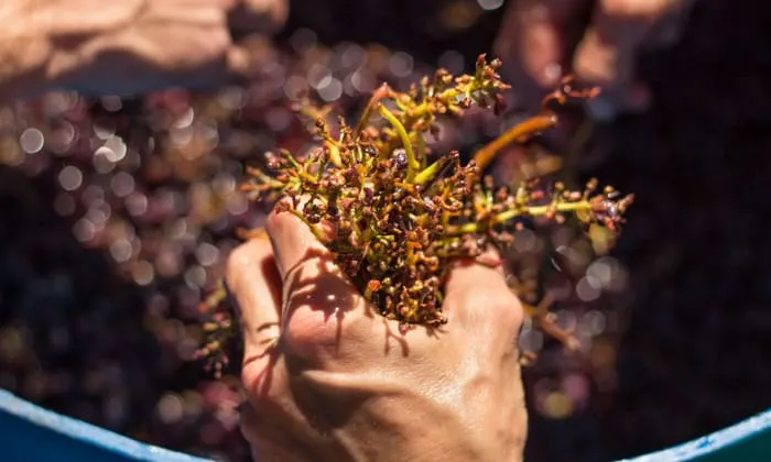 We gather around the barrel of crushed grapes and remove most of the stems and leaves. 