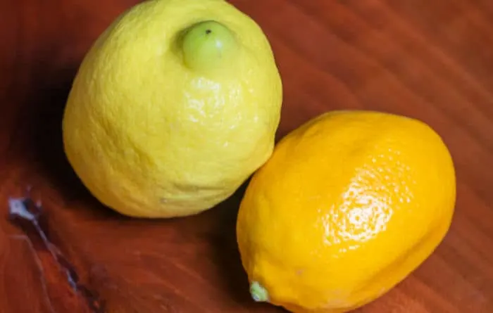 Lovely Meyer Lemon Bars with Olive Oil and Sea Salt