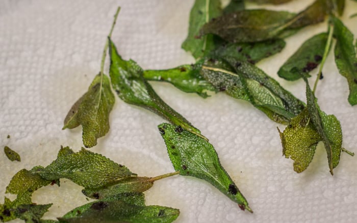 Fried sage, draining on a paper towel.
