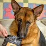 Permalink to: Benefits of Raw Dog Food with TruDog Gus wants you to take advantage of Rawgust.