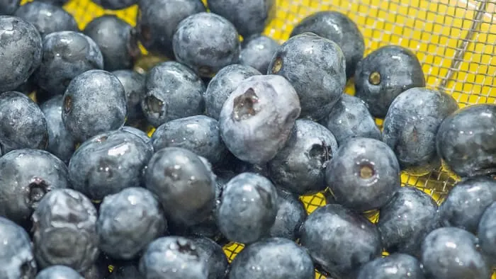 Blueberries that are freshly washed and drained.