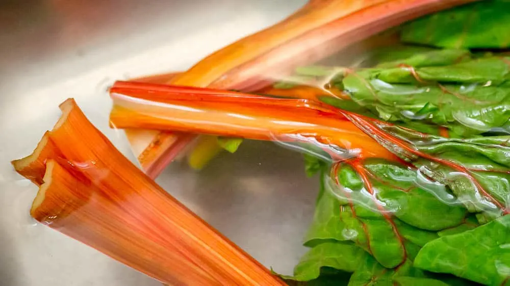 Swiss Chard leaves rehydrating in a sink of cold water.