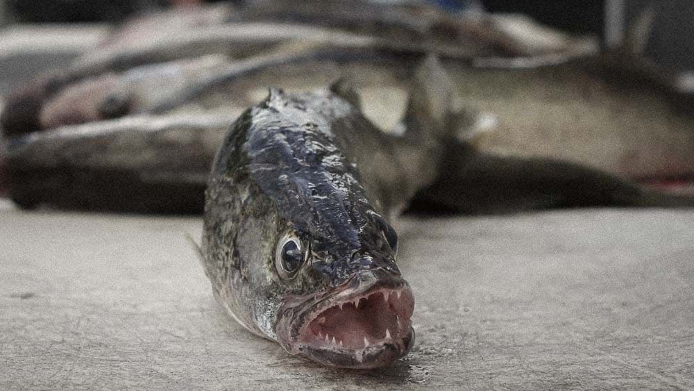 Closeup of walleye before being skinned and boned.