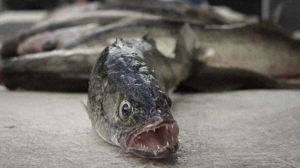 Closeup of walleye before being skinned and boned.