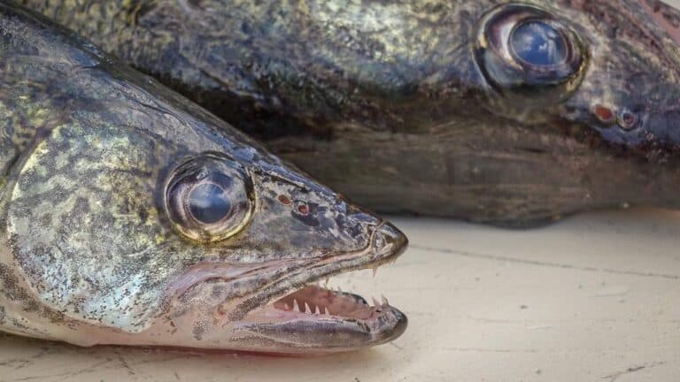 Easy Walleye Meunière Recipe - That Susan Williams